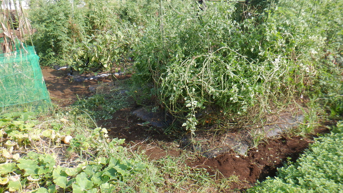 f:id:cafelegume:20210911221714j:plain