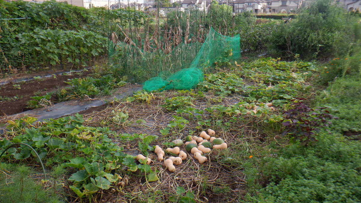 f:id:cafelegume:20210911221921j:plain