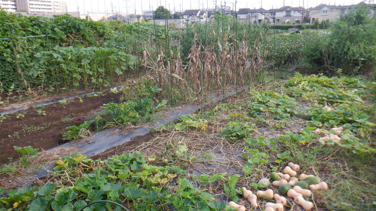 f:id:cafelegume:20210911222145j:plain