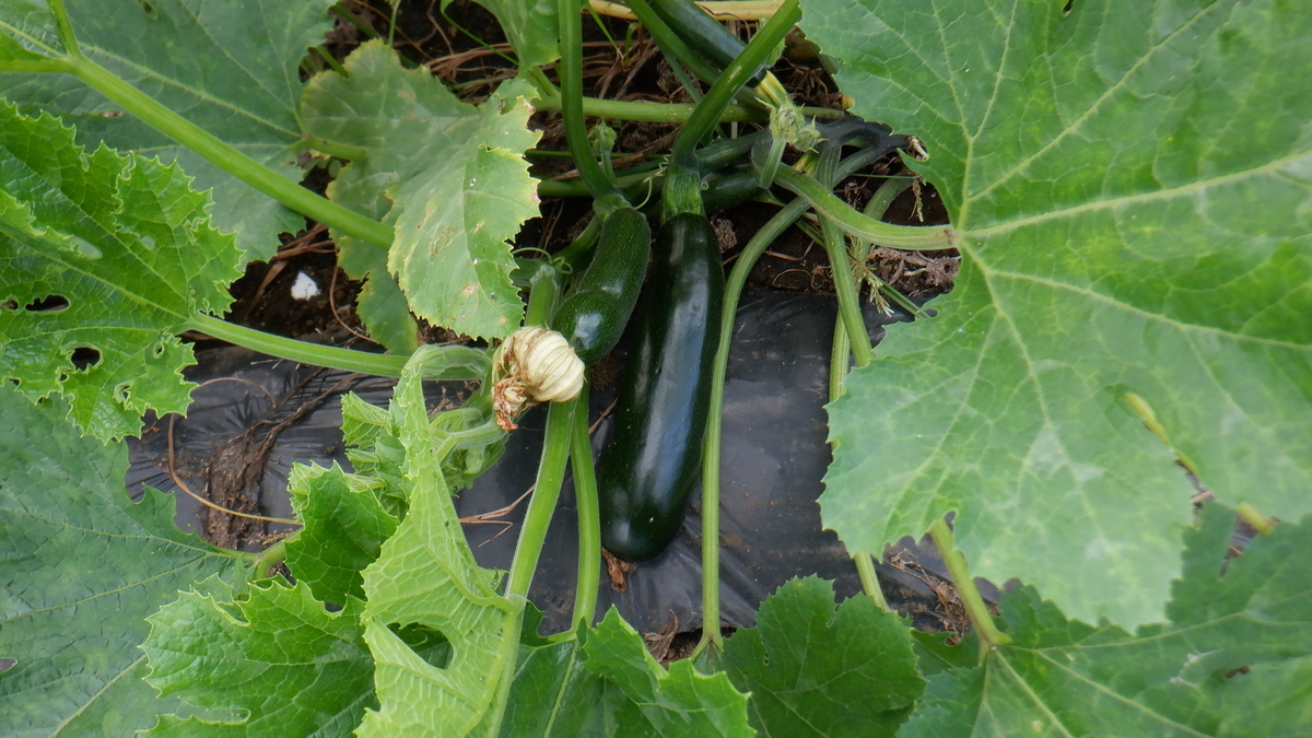 f:id:cafelegume:20210911222420j:plain