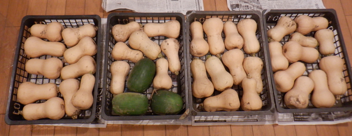 f:id:cafelegume:20210911224519j:plain