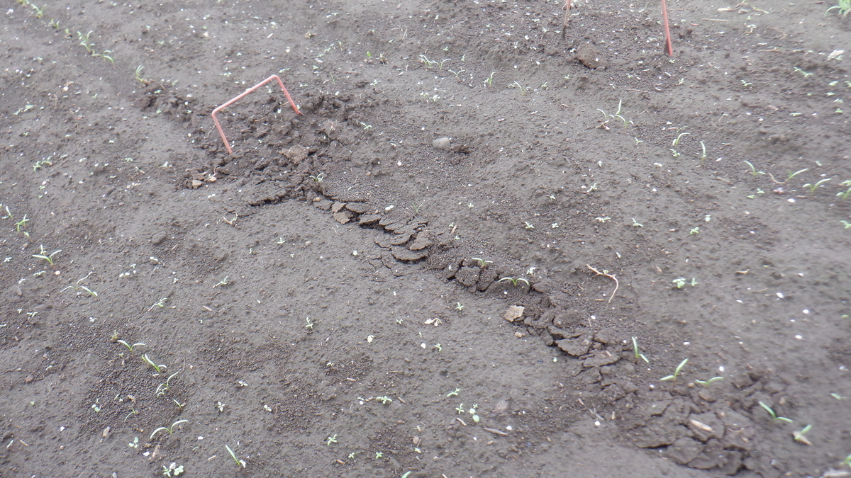 f:id:cafelegume:20210912215325j:plain