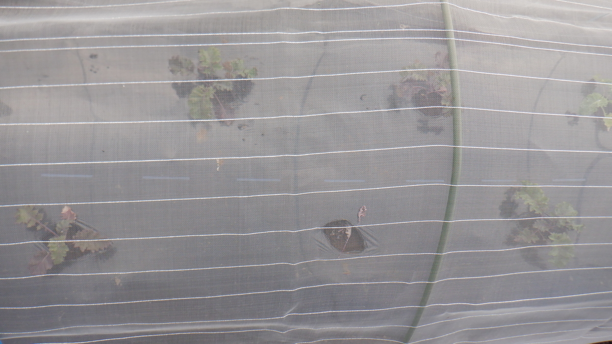 f:id:cafelegume:20210912215942j:plain