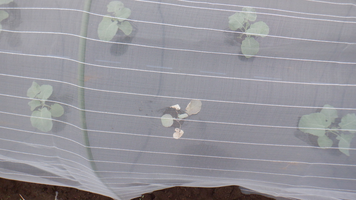 f:id:cafelegume:20210912220532j:plain