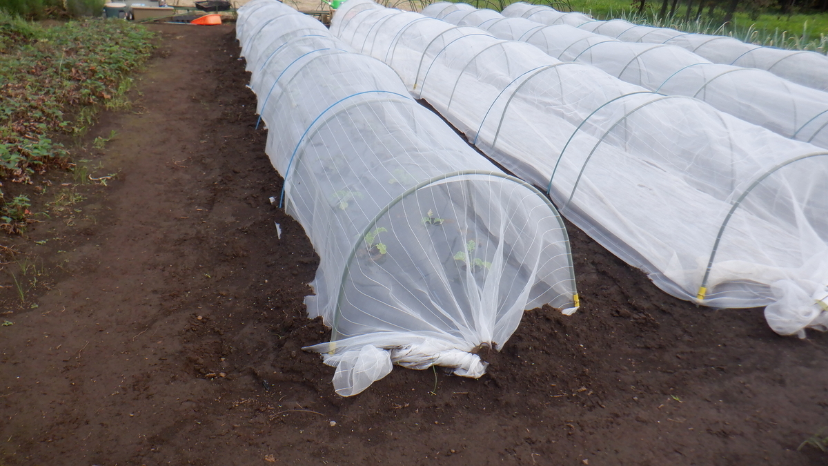 f:id:cafelegume:20210912221951j:plain