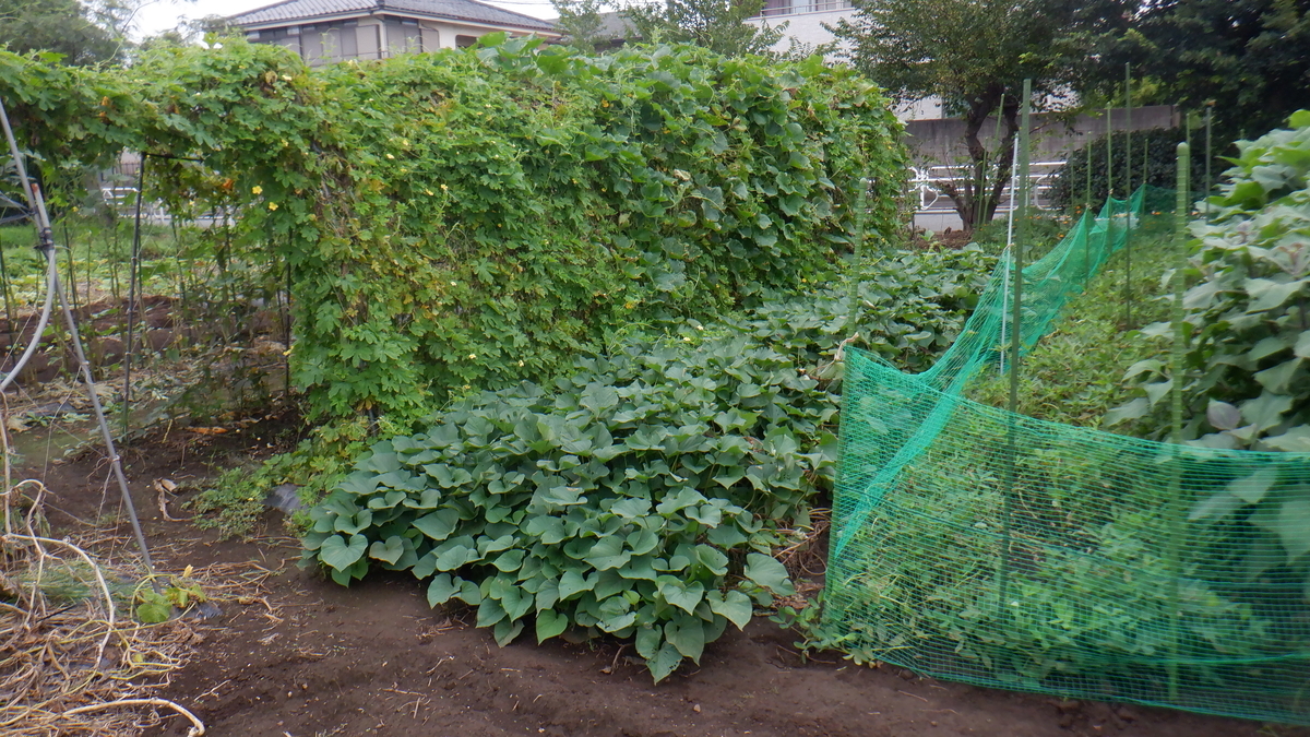 f:id:cafelegume:20210912222444j:plain