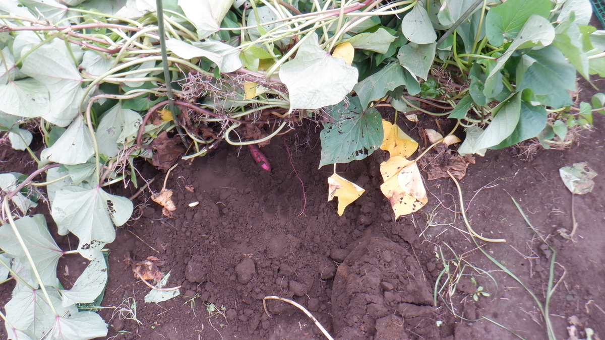 f:id:cafelegume:20210912223041j:plain