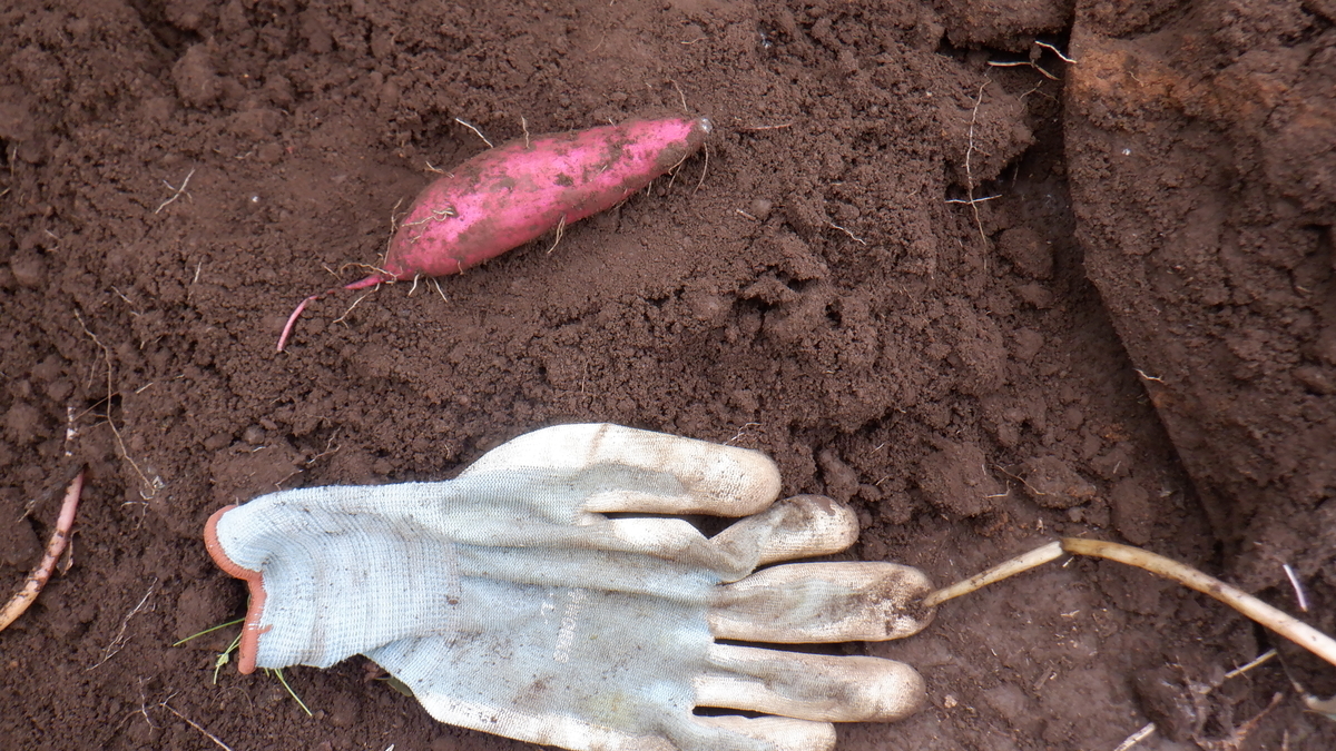 f:id:cafelegume:20210912223150j:plain