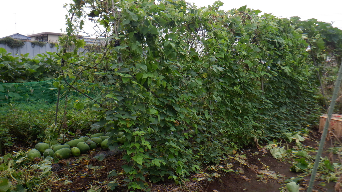 f:id:cafelegume:20210912224058j:plain