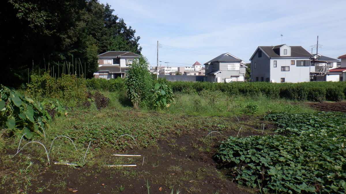 f:id:cafelegume:20210913221405j:plain