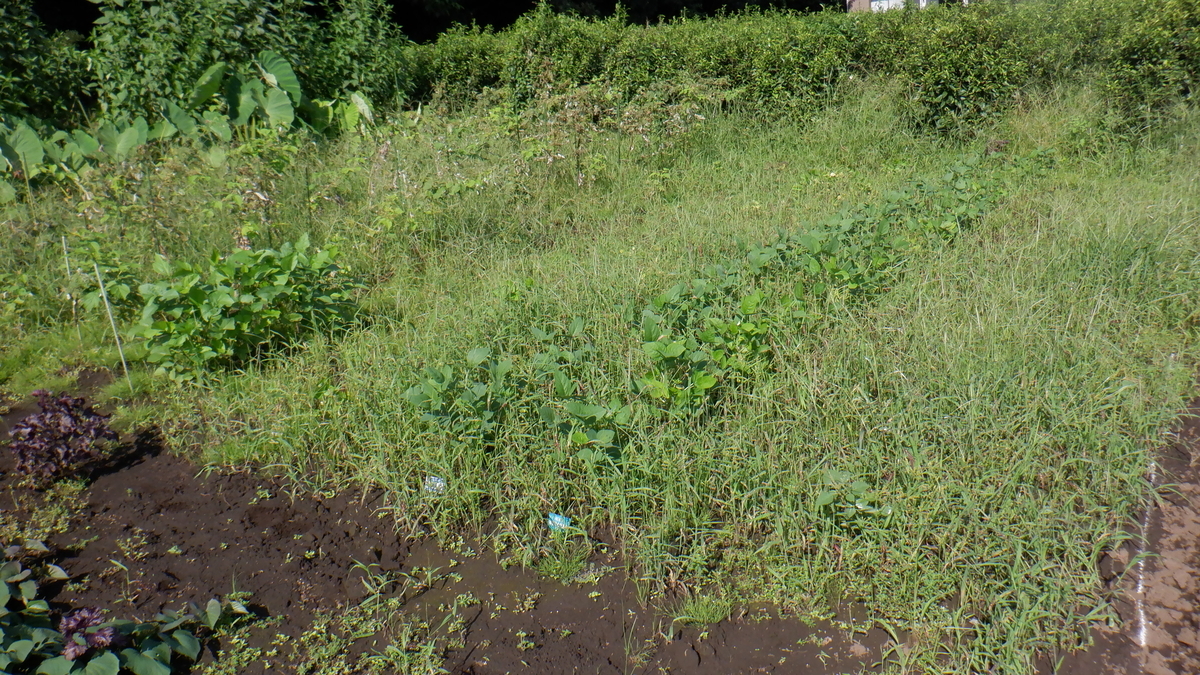 f:id:cafelegume:20210913221454j:plain