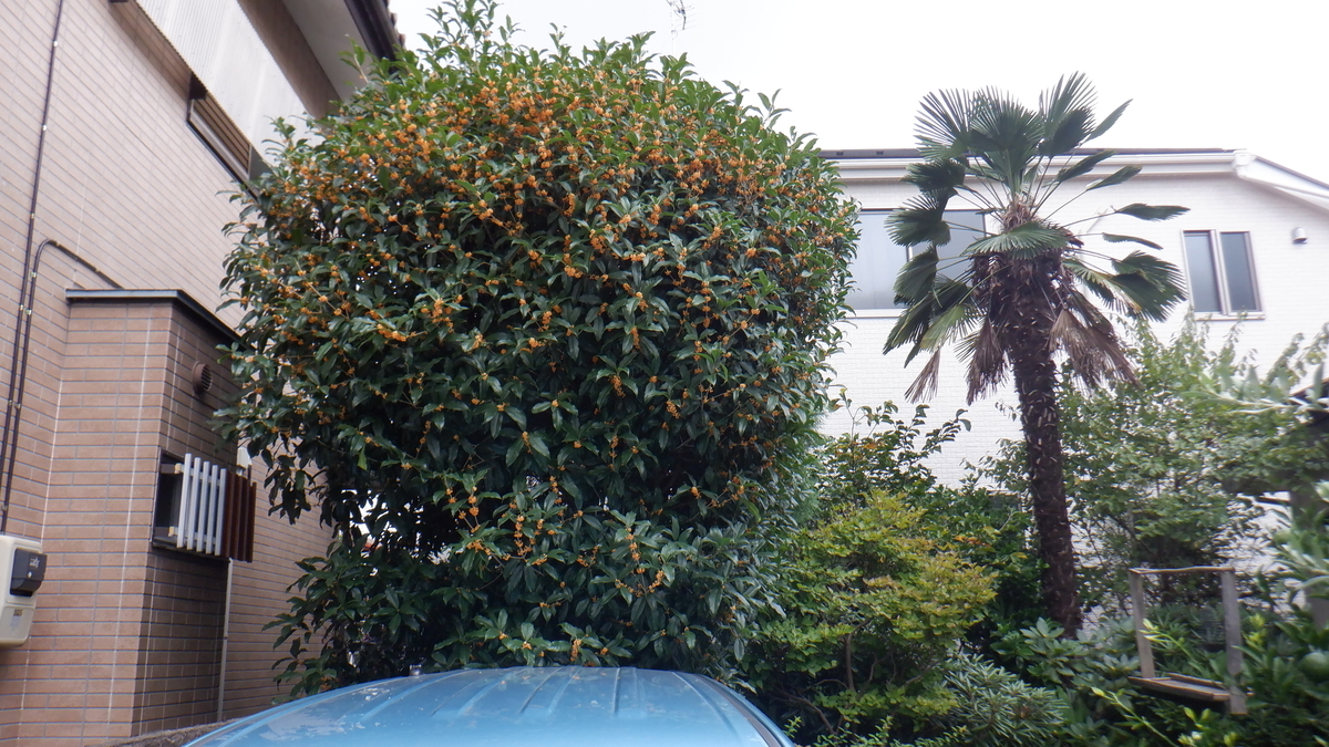 f:id:cafelegume:20210914205733j:plain