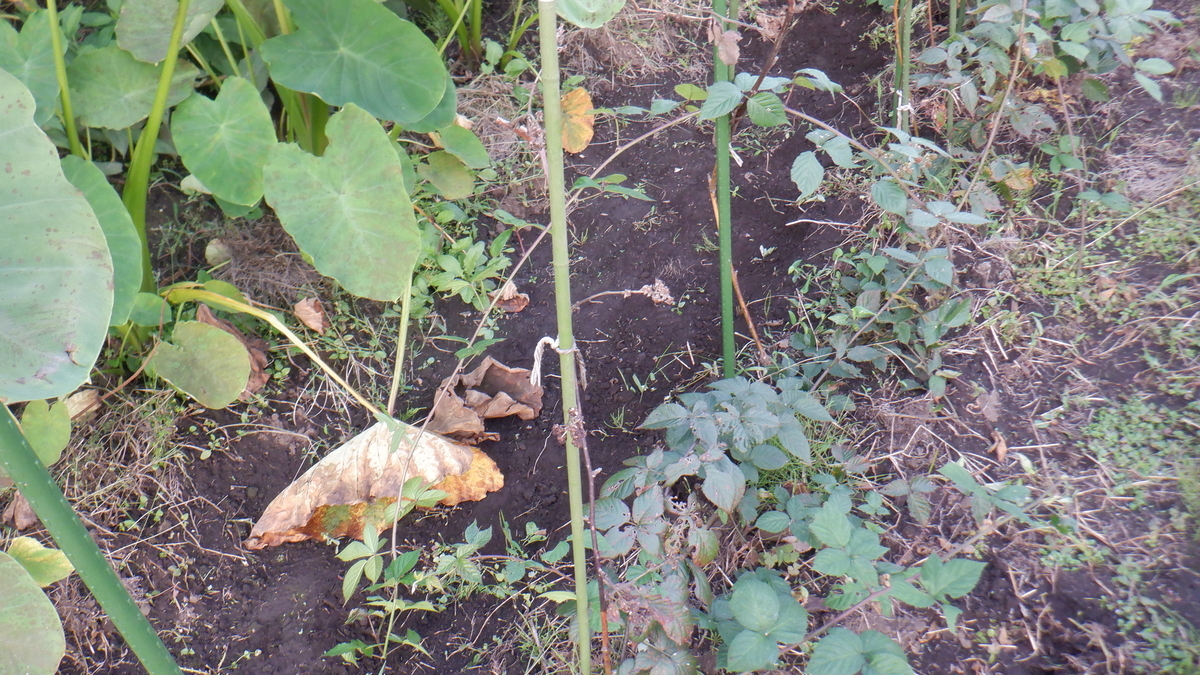 f:id:cafelegume:20210923230839j:plain