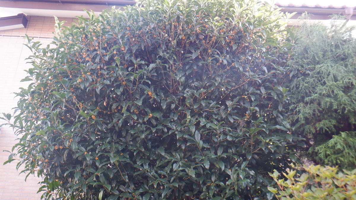 f:id:cafelegume:20211005225918j:plain