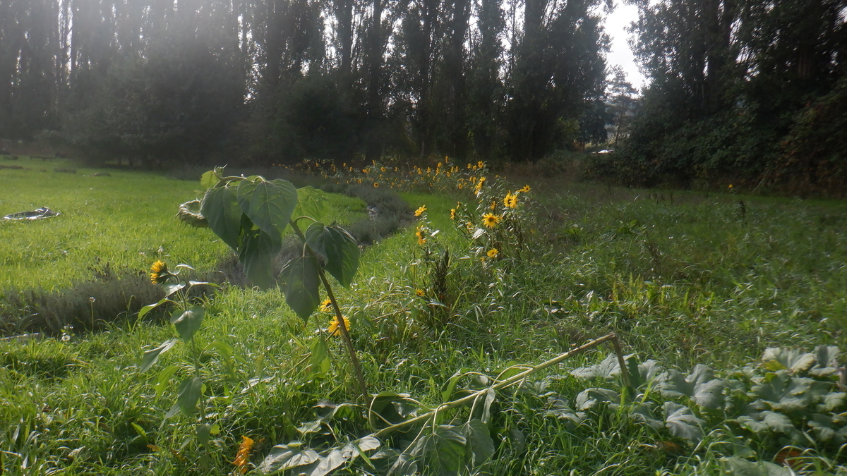 f:id:cafelegume:20211010020747j:plain