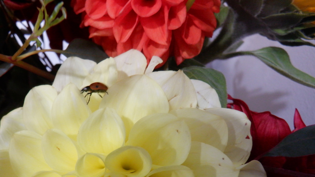 f:id:cafelegume:20211011124011j:plain