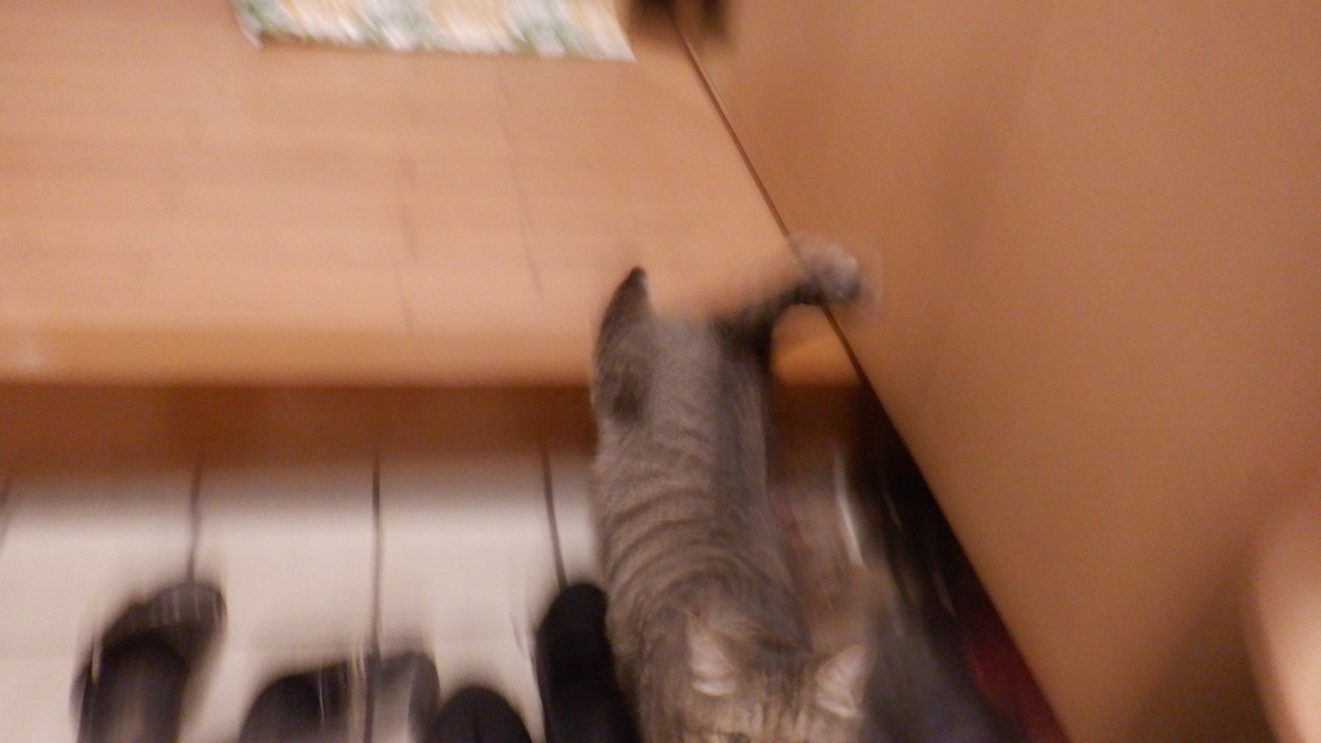 f:id:cafelegume:20211013213826j:plain