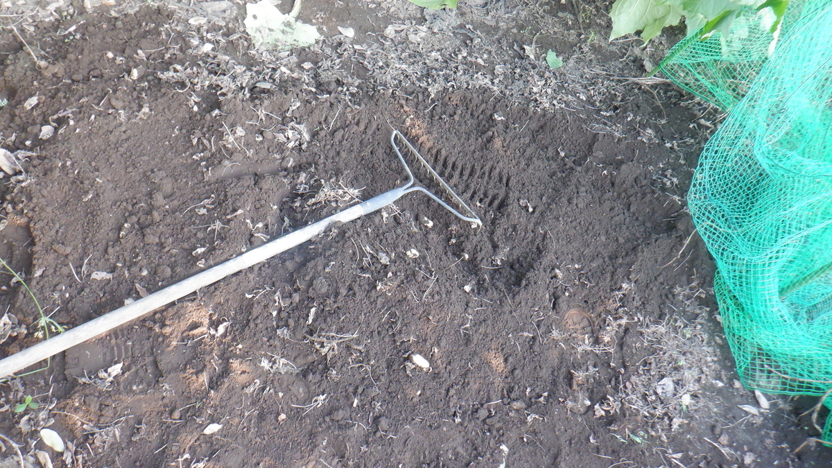 f:id:cafelegume:20211016205516j:plain