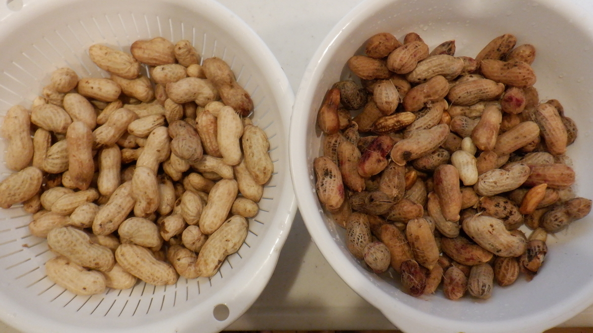 f:id:cafelegume:20211016210021j:plain