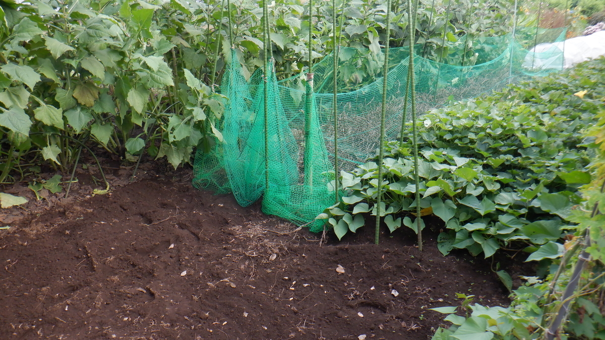 f:id:cafelegume:20211016210913j:plain