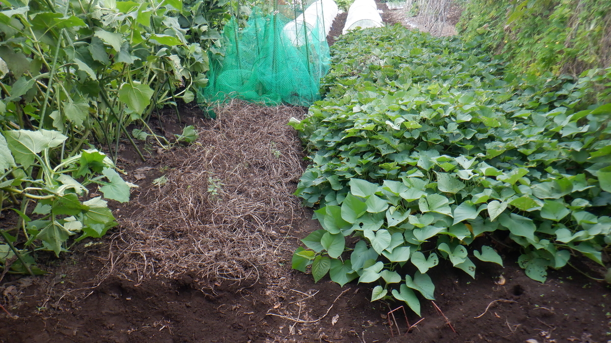 f:id:cafelegume:20211016211026j:plain