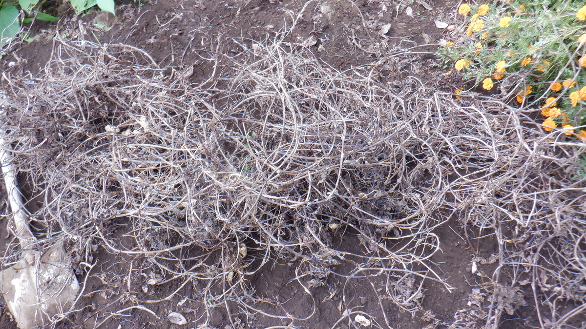 f:id:cafelegume:20211016211225j:plain