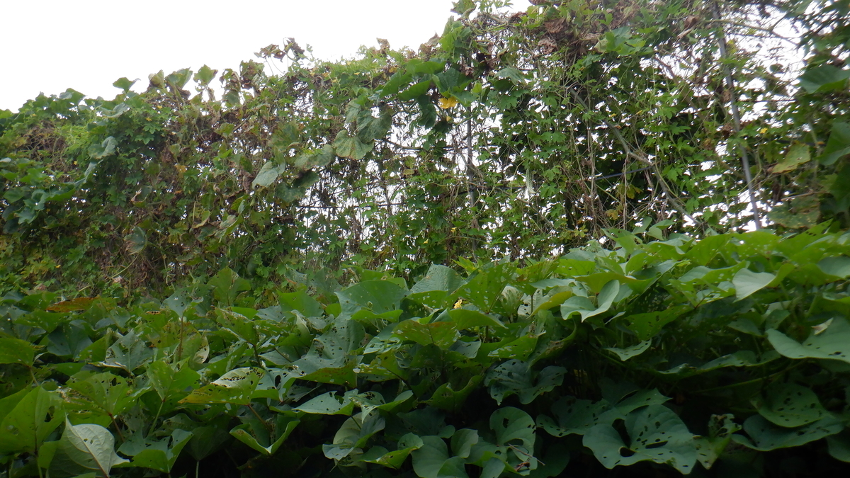 f:id:cafelegume:20211016211439j:plain