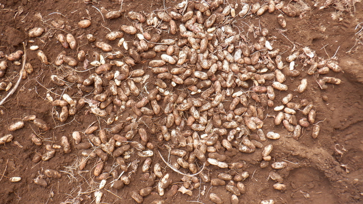 f:id:cafelegume:20211016212431j:plain