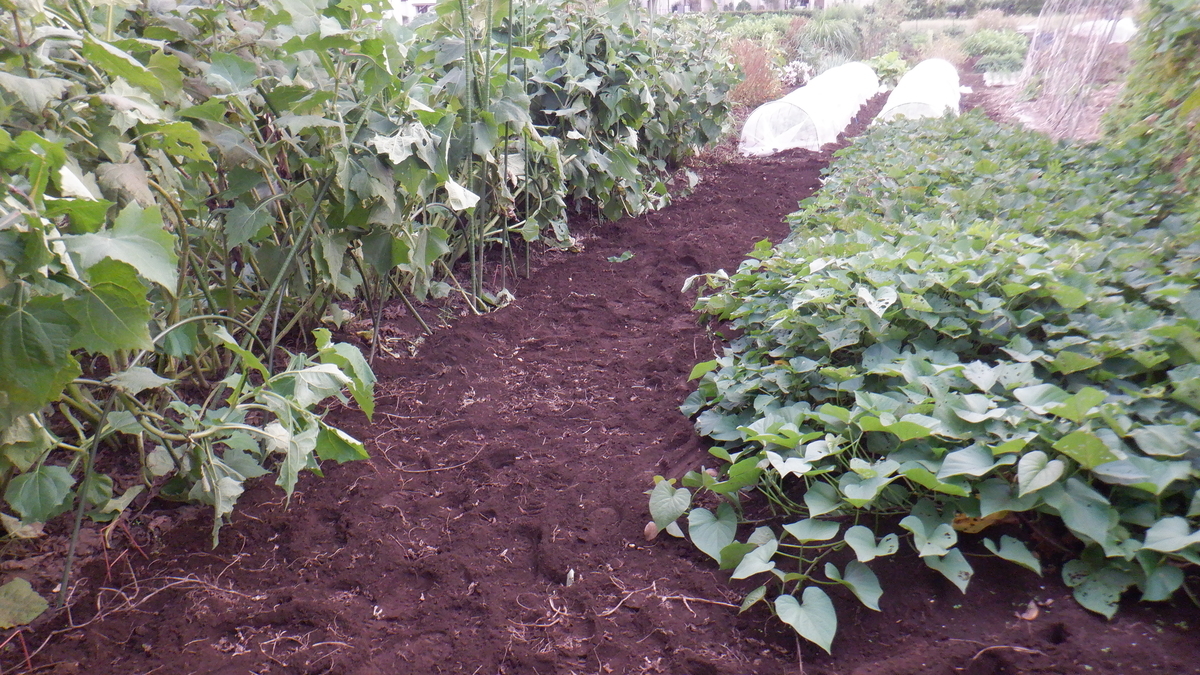 f:id:cafelegume:20211016212810j:plain