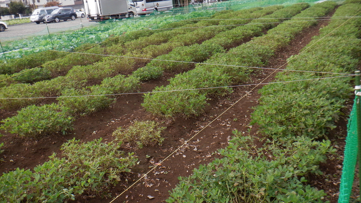 f:id:cafelegume:20211016213331j:plain