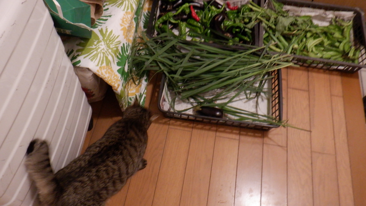 f:id:cafelegume:20211016214700j:plain