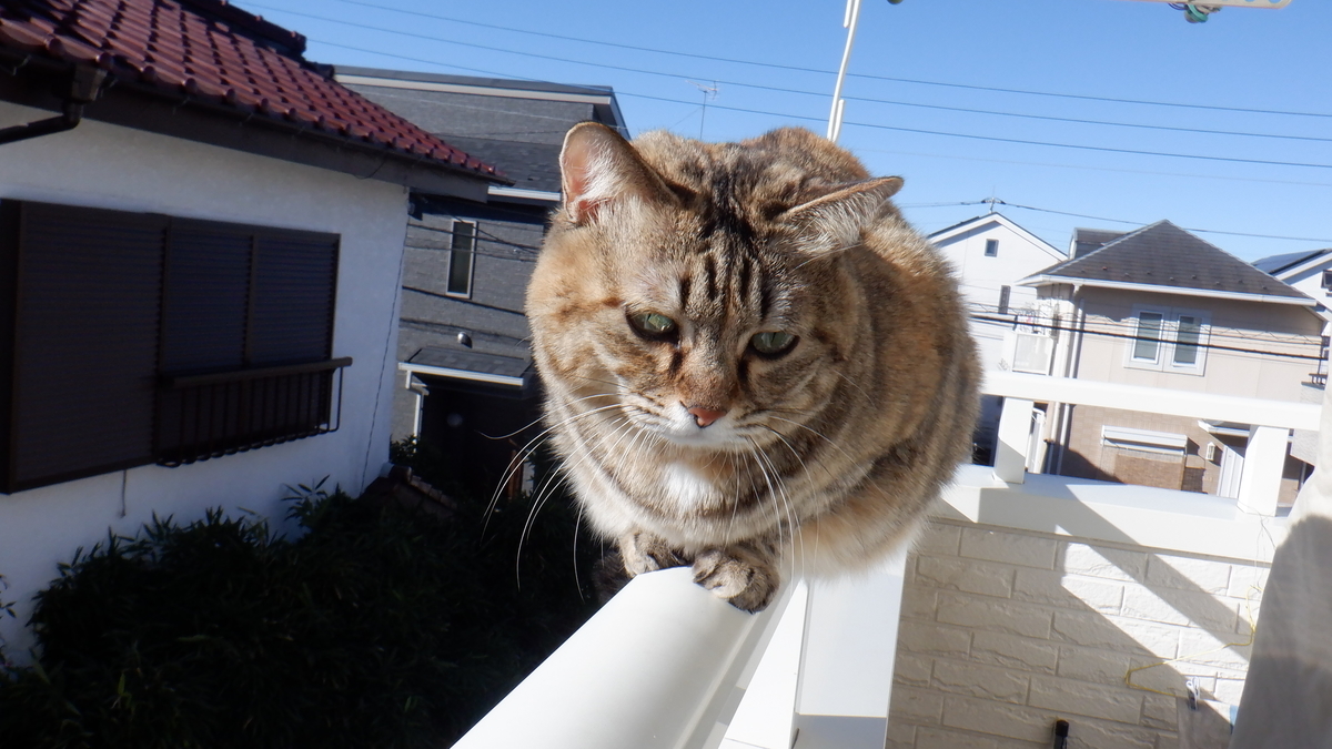f:id:cafelegume:20220101220941j:plain
