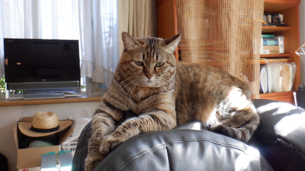 f:id:cafelegume:20220101222110j:plain