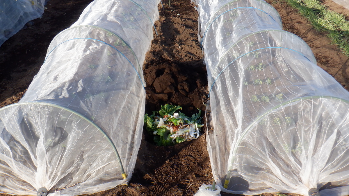 f:id:cafelegume:20220102215501j:plain