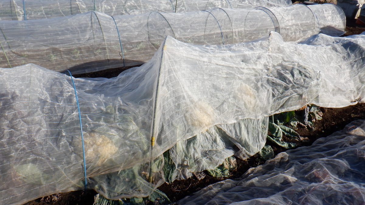 f:id:cafelegume:20220102215654j:plain