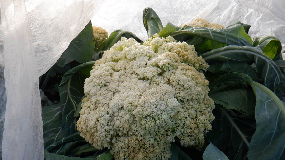 f:id:cafelegume:20220102215753j:plain