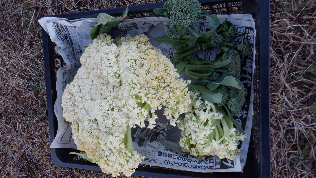 f:id:cafelegume:20220102215904j:plain