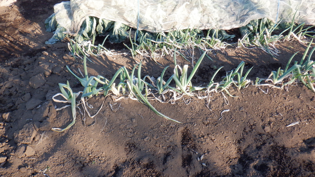 f:id:cafelegume:20220102220050j:plain