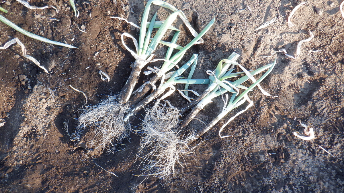 f:id:cafelegume:20220102220205j:plain