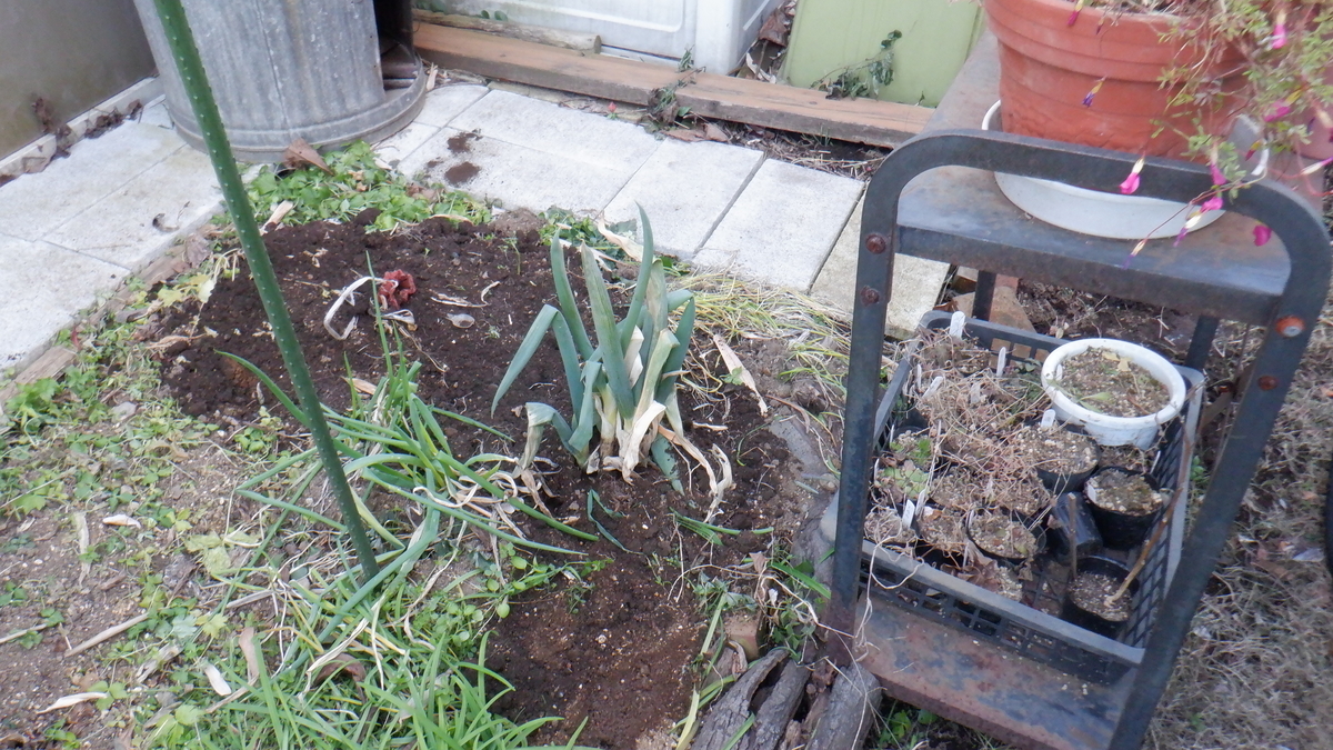 f:id:cafelegume:20220102220306j:plain