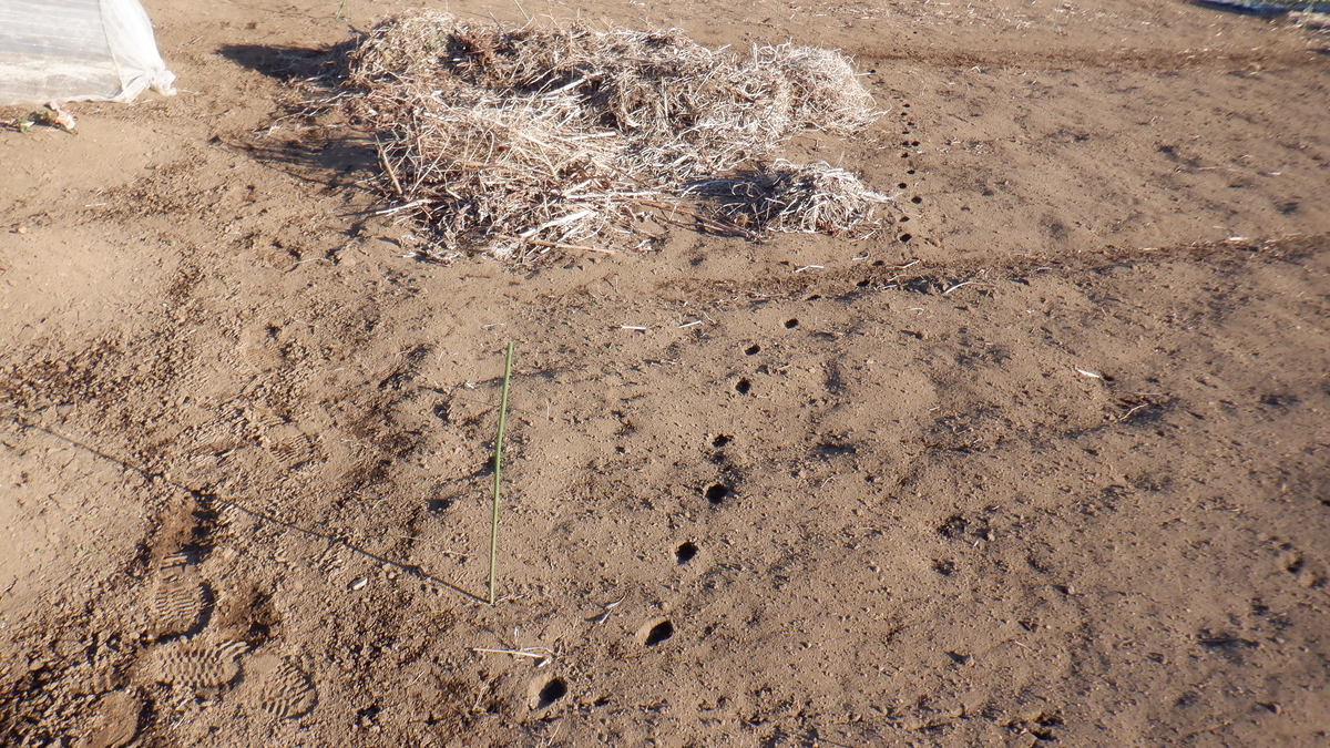 f:id:cafelegume:20220102221108j:plain