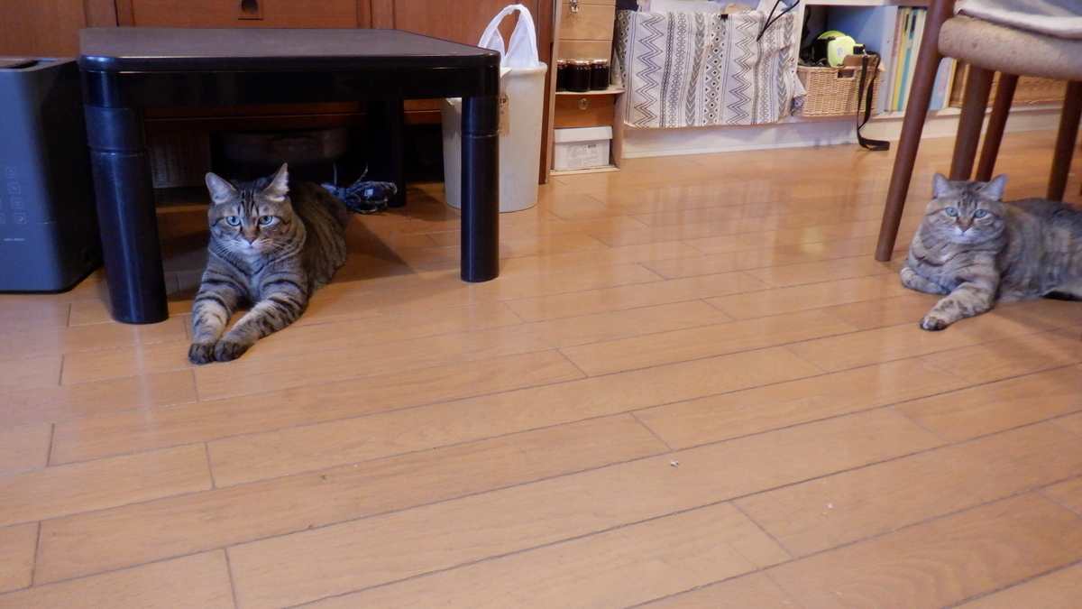 f:id:cafelegume:20220111223654j:plain