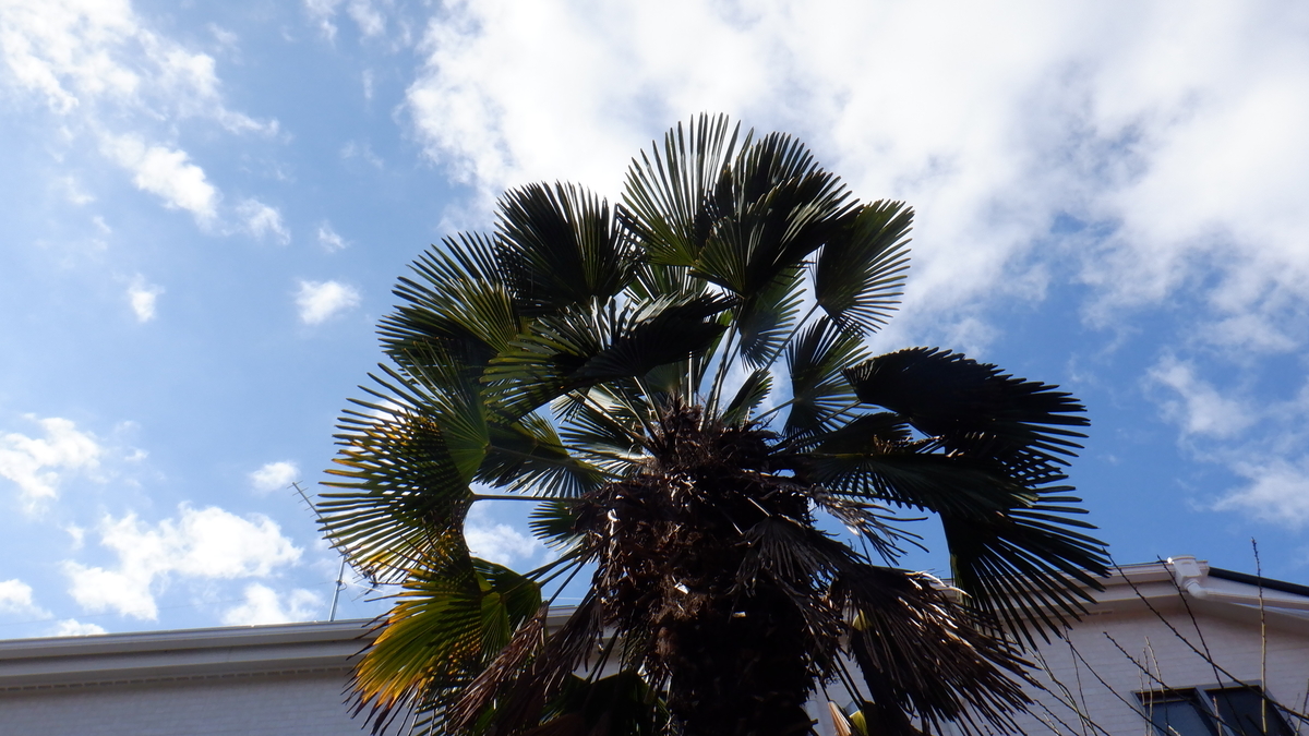 f:id:cafelegume:20220119193217j:plain