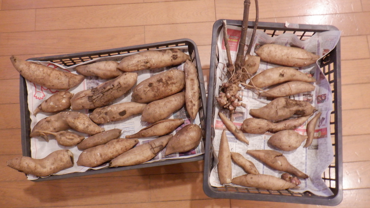 f:id:cafelegume:20220124210908j:plain