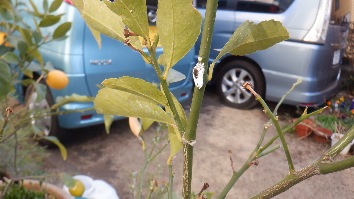 f:id:cafelegume:20220126212601j:plain