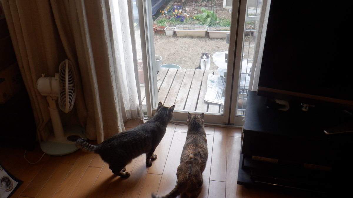 f:id:cafelegume:20220128224013j:plain
