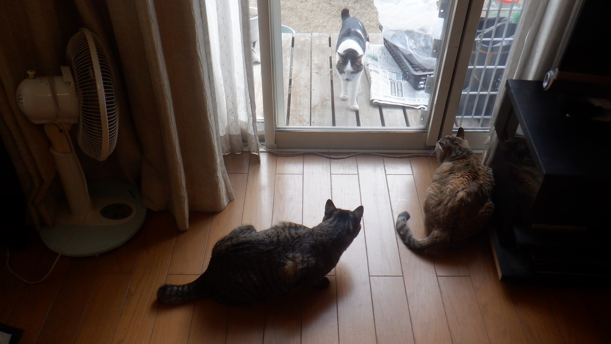 f:id:cafelegume:20220128224313j:plain