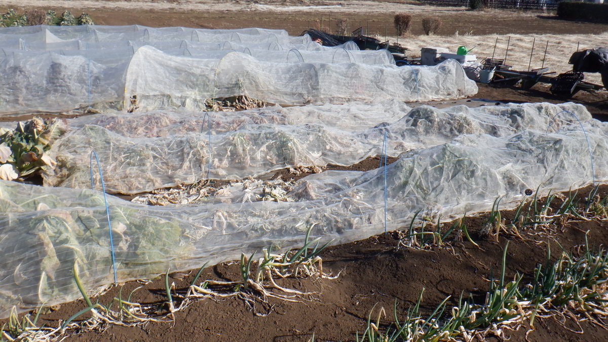 f:id:cafelegume:20220131205406j:plain