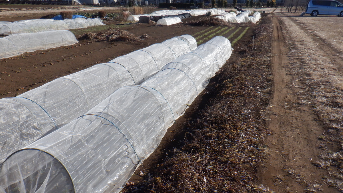 f:id:cafelegume:20220131210007j:plain