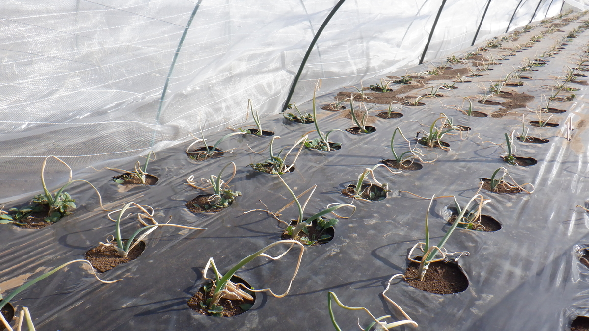 f:id:cafelegume:20220131210202j:plain